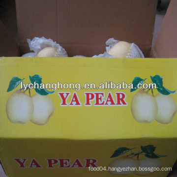 Chinese Ya Pear supplier, Asian Pear, Golden Pear